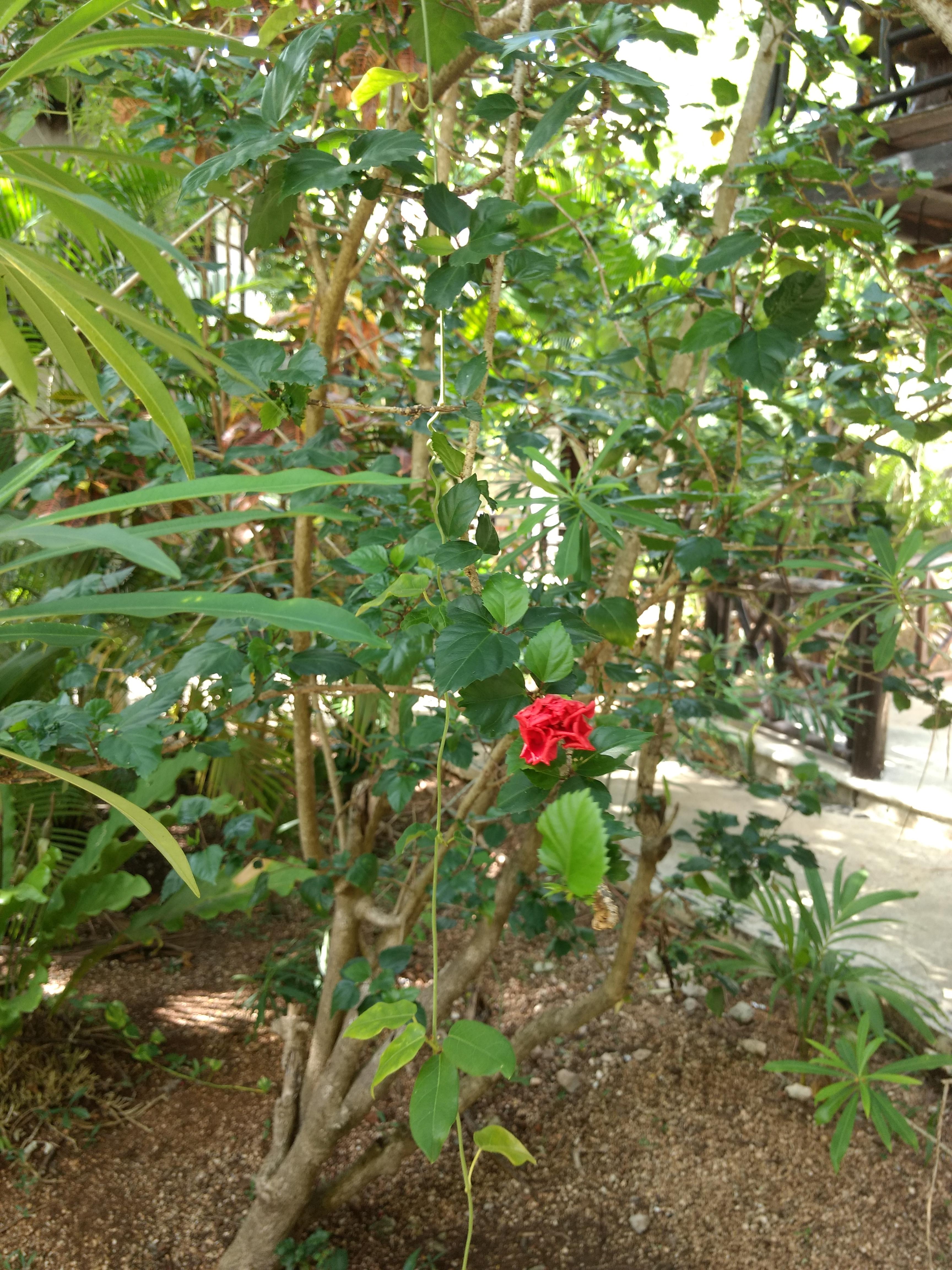 Green Tulum Cabanas & Gardens Екстериор снимка